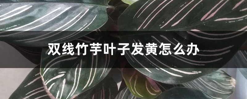 双线竹芋叶子发黄怎么办