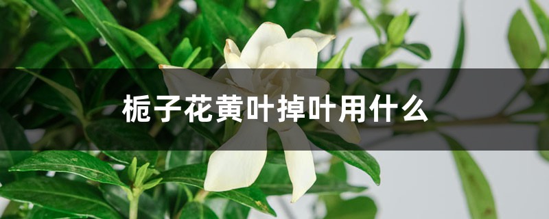 栀子花黄叶掉叶怎么办，别慌，教你一招就变绿！