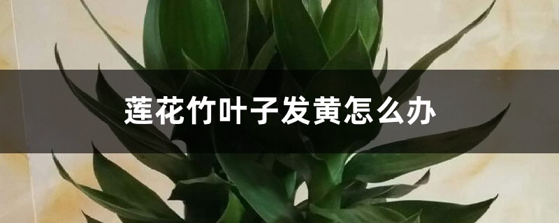 莲花竹叶子发黄怎么办：能剪吗，咋施肥？怎么补救？