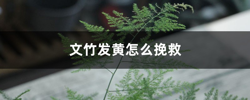 文竹发黄怎么挽救