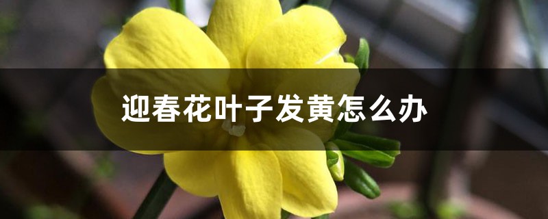 迎春花叶子发黄怎么办