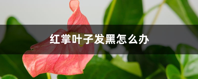 红掌叶子发黑怎么办