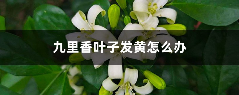 九里香叶子发黄怎么办