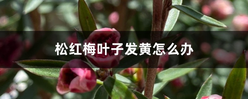 松红梅叶子发黄怎么办