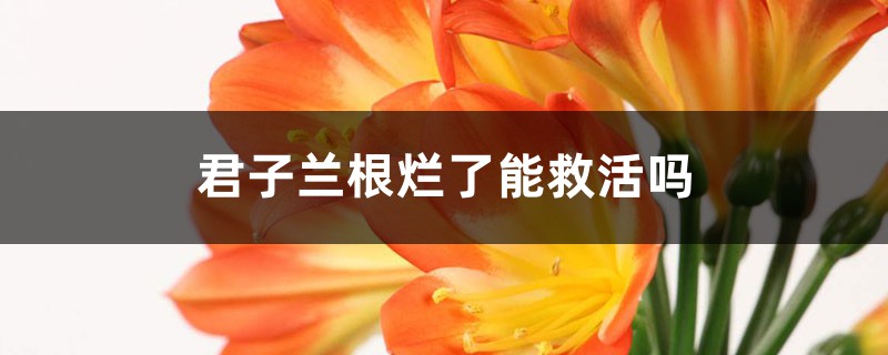 君子兰根烂了能救活吗