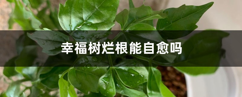 幸福树烂根能自愈吗