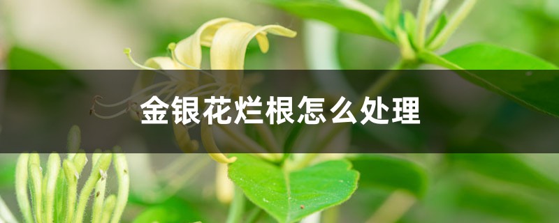 金银花烂根怎么处理