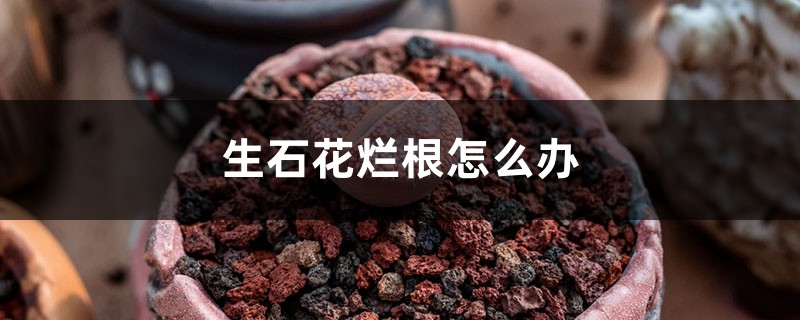 生石花烂根怎么办