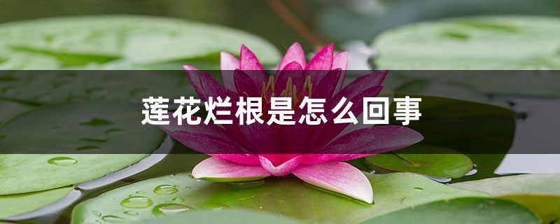 莲花烂根是怎么回事