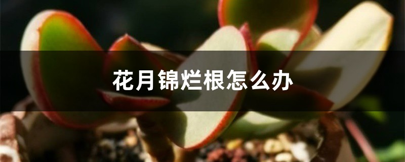 花月锦烂根怎么办