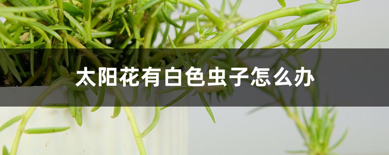 太阳花有白色虫子怎么办，用什么药喷呢