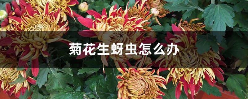 菊花生蚜虫怎么办