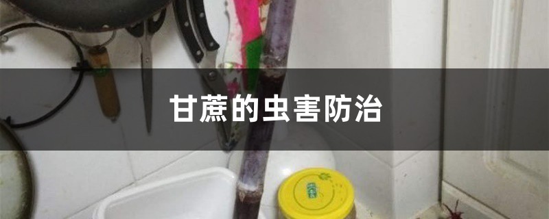 甘蔗的虫害防治