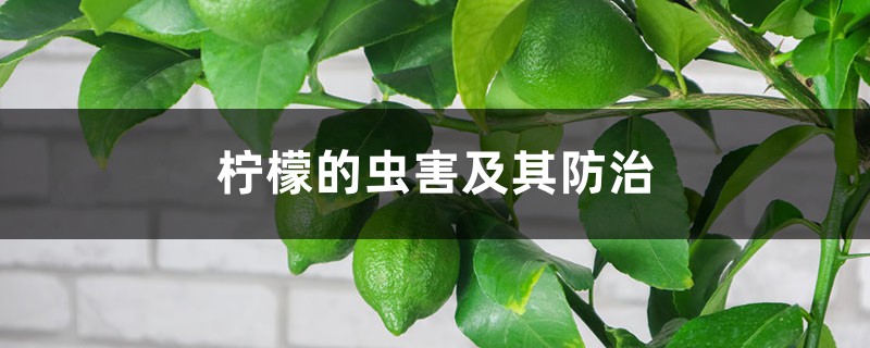 柠檬的虫害及其防治