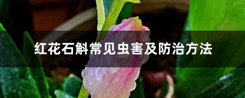 红花石斛常见虫害及防治方法