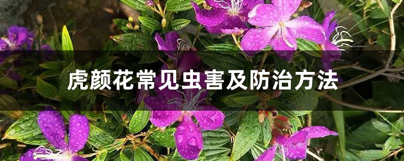 虎颜花常见虫害及防治方法