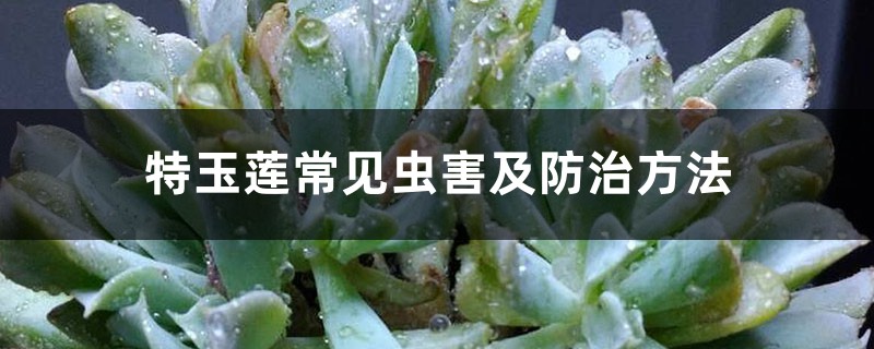 特玉莲常见虫害及防治方法