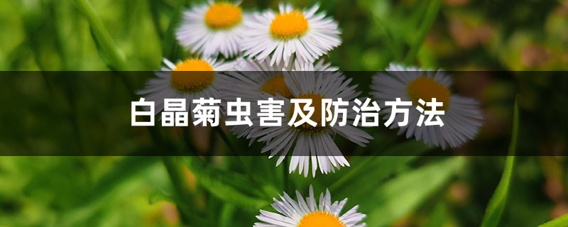 白晶菊虫害及防治方法