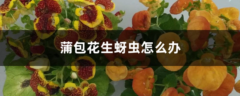 蒲包花生蚜虫怎么办