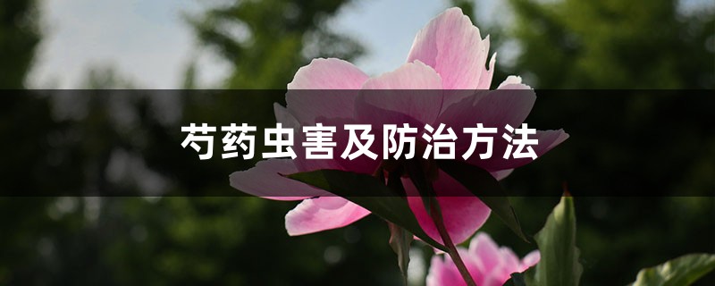 芍药虫害及防治方法