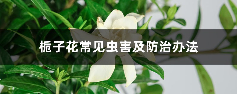 栀子花常见虫害及防治办法