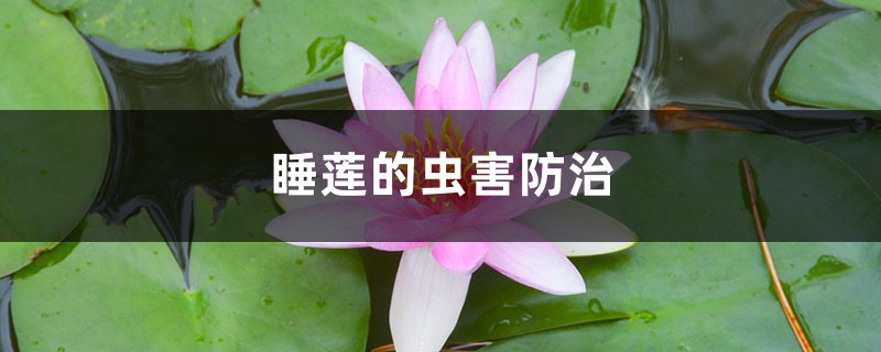 睡莲的虫害防治