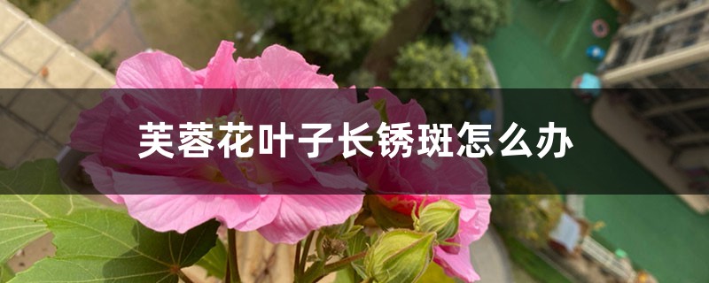 芙蓉花叶子长锈斑怎么办