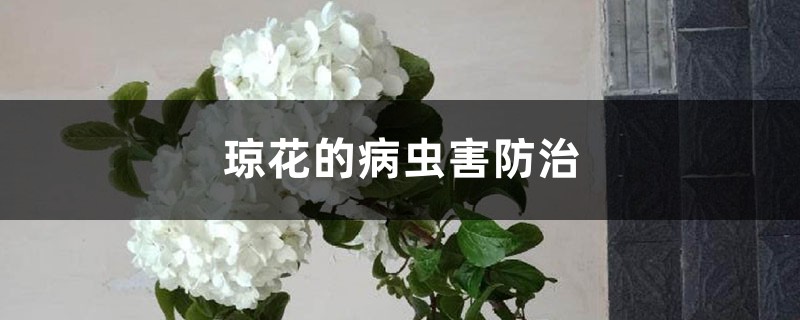 琼花的病虫害防治