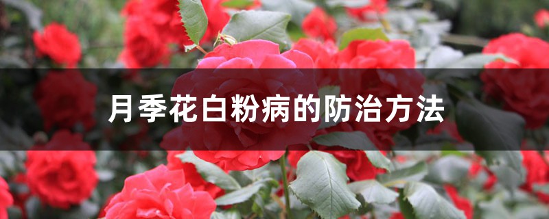 月季花白粉病的防治