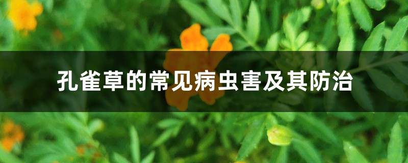 孔雀草的常见病虫害及其防治