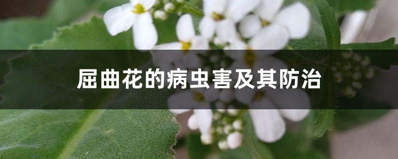 屈曲花的病虫害及其防治