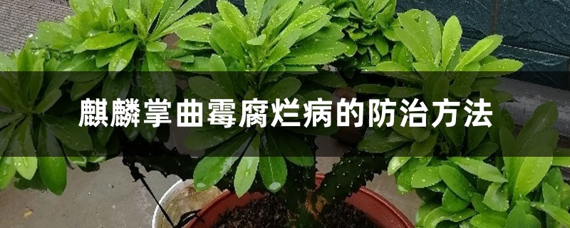 麒麟掌曲霉腐烂病的防治方法