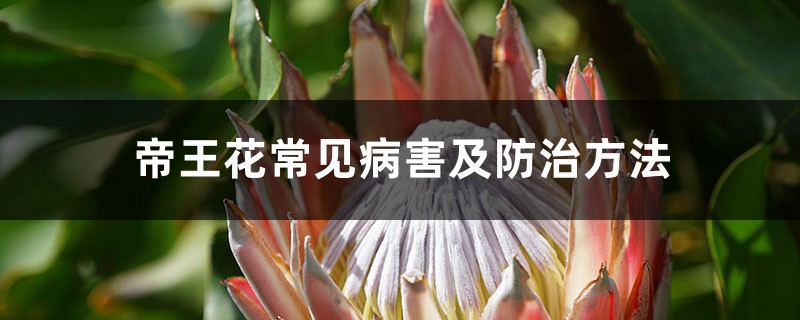 帝王花常见病害及防治方法