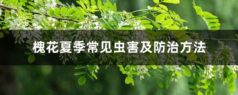 槐花夏季常见虫害及防治方法