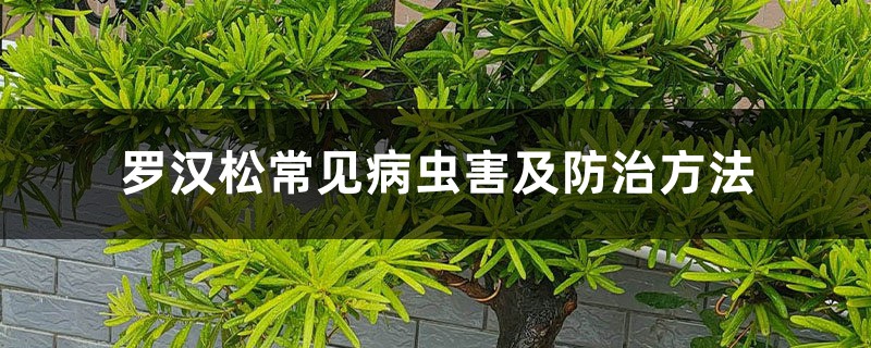 罗汉松常见病虫害及防治方法