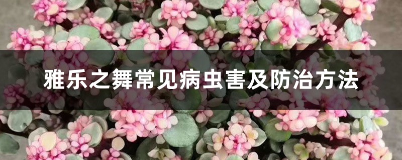 雅乐之舞常见病虫害及防治方法