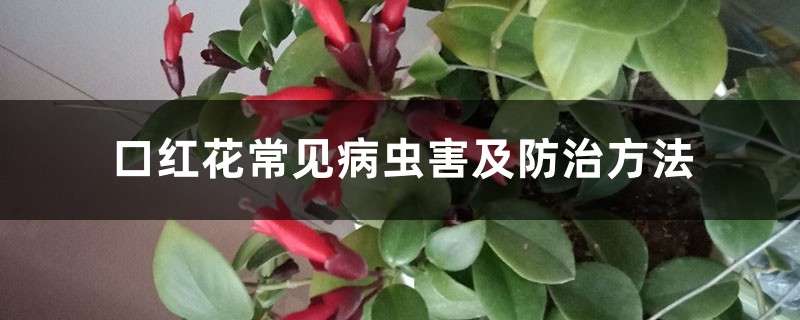 口红花常见病虫害及防治方法