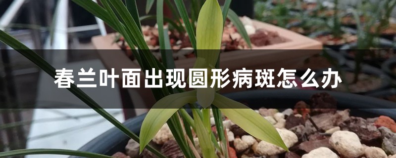 春兰叶面出现圆形病斑怎么办