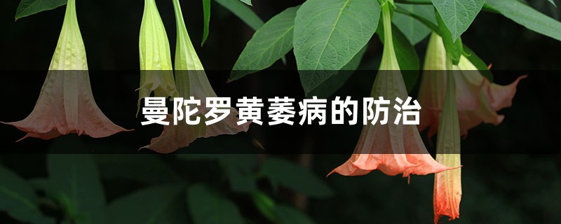 曼陀罗黄萎病的防治