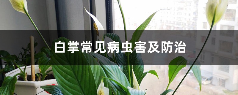 白掌常见病虫害及防治