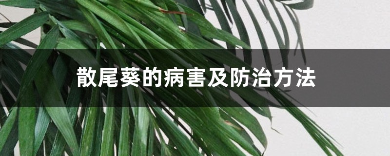 散尾葵的病害及防治方法