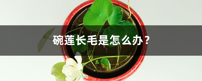 碗莲长毛是怎么办？