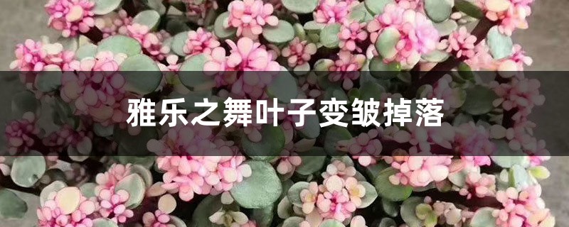 雅乐之舞叶子变皱掉落怎么回事，怎么办