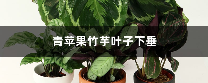 青苹果竹芋叶子下垂怎么办