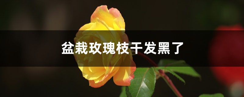 盆栽玫瑰枝干发黑了怎么回事