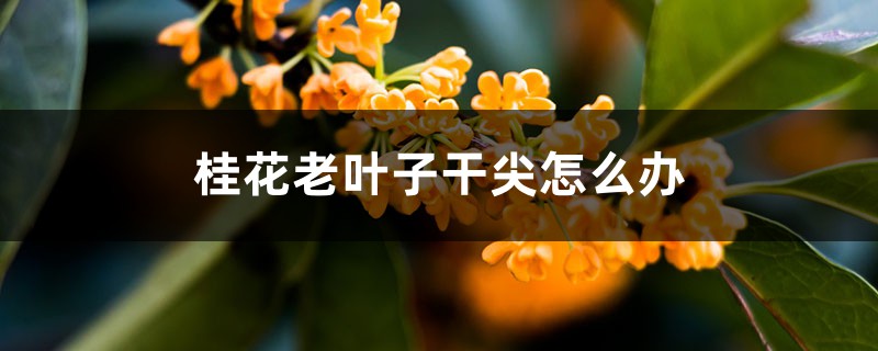 桂花老叶子干尖怎么办