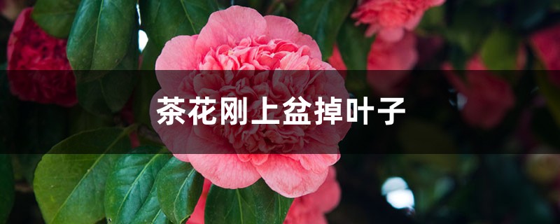 茶花刚上盆就掉叶子怎么回事