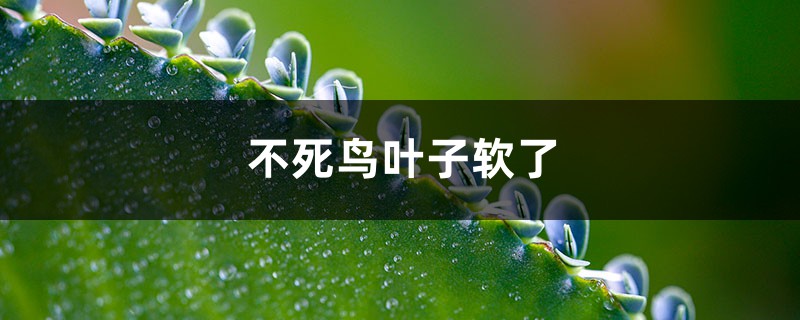 不死鸟叶子软了怎么办