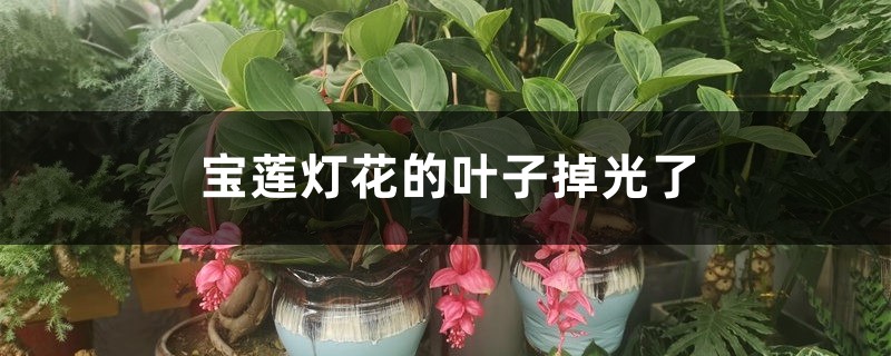 宝莲灯花的叶子掉光了怎么办