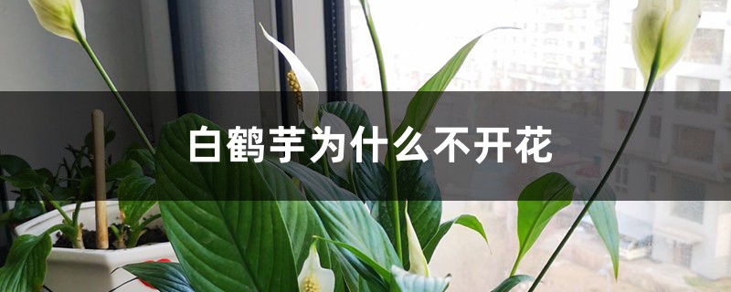 白鹤芋为什么不开花